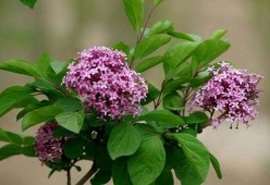 丁香六月激情国产,丁香六月的辉煌篇章