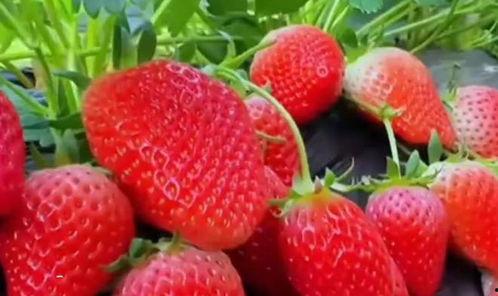 草莓国产在线视频,在线视频带你领略田园风情