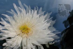 国产爆菊花,绽放民族特色的创新之花