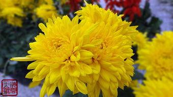 国产爆菊花,绽放民族特色的创新之花